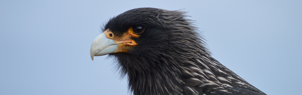 STRIATED CARACARA Phalcoboenus australis 